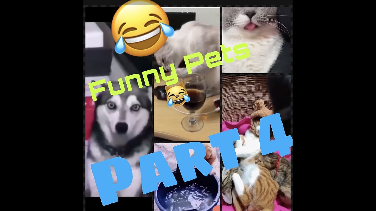 Funny cat’s Dog’s moment Part-4 😹