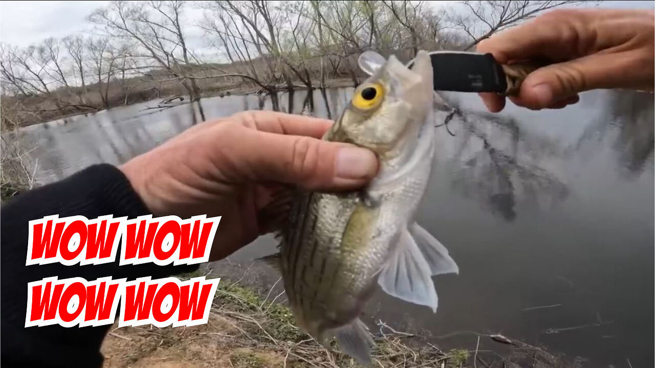 White Bass Stream Fishing with Ultralight Gear