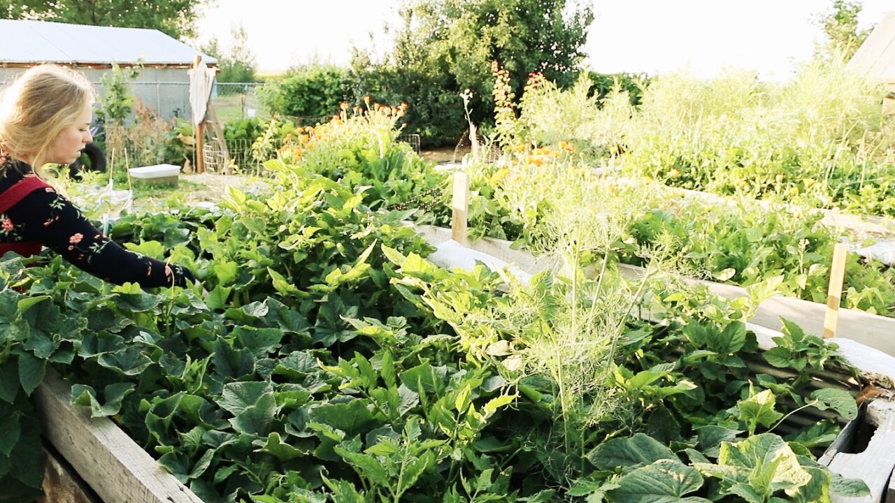 Building A Pallet Hotbed Garden and Preparing It To Be A Greenhouse