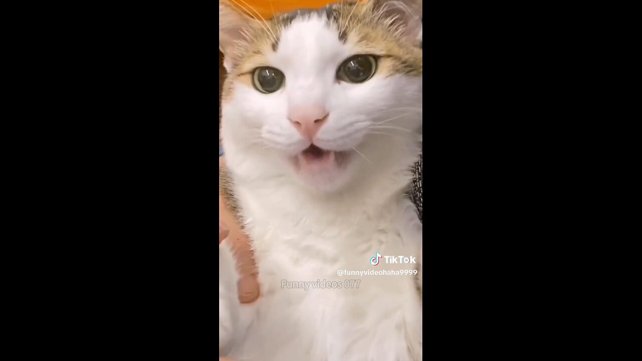 Try not to laugh funny animal video 😂