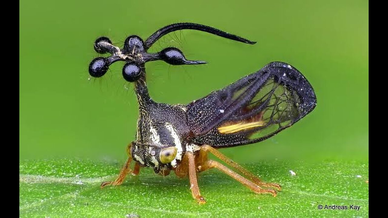 "Discover the Brazilian Treehopper: Nature's Most Bizarre Insect"