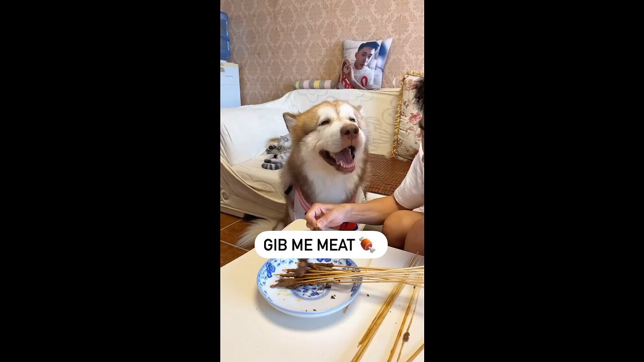 Smart dogš¤£