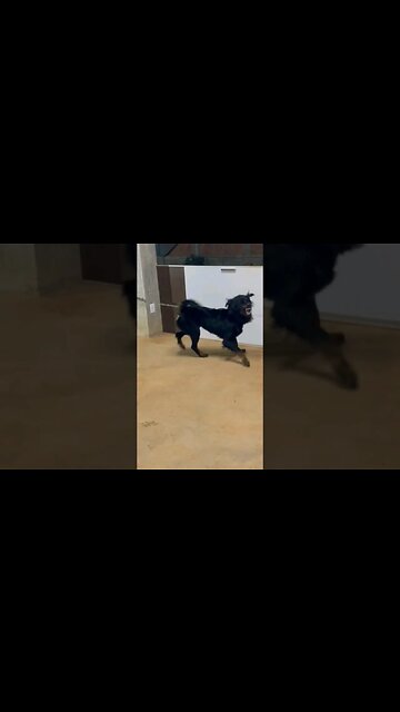 Cachorro para adoção, whats 038 99255-3941 falar com Layla