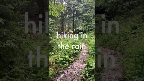 Forest hiking in the rain 🌧️