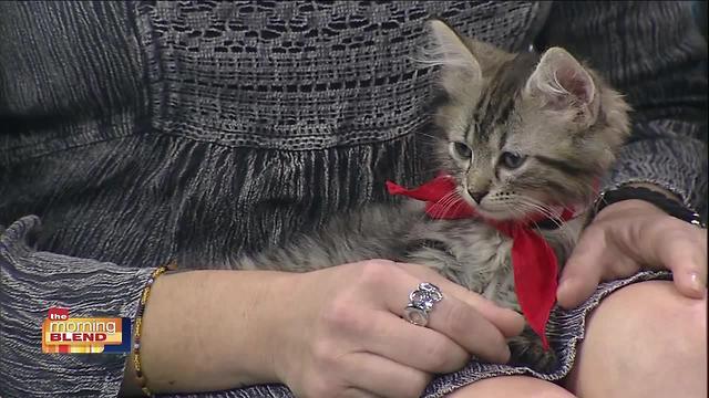 Haven On Earth Animal League