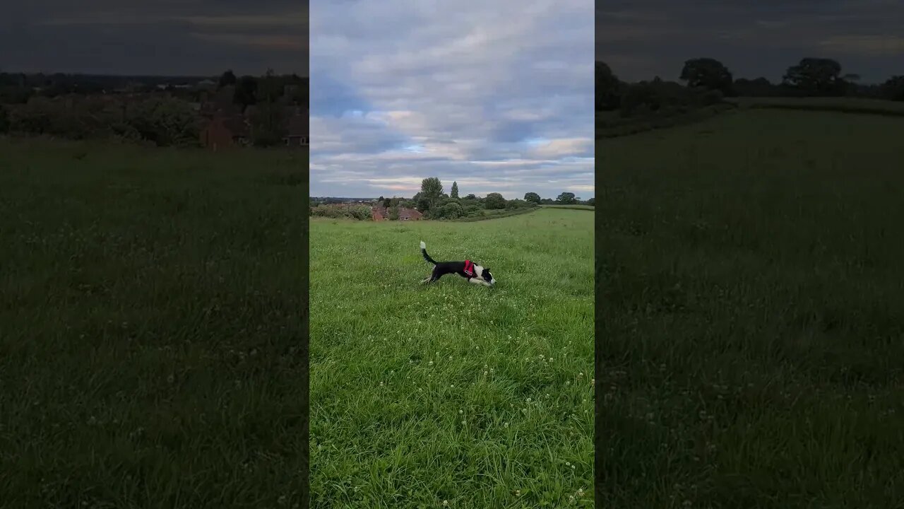 Mylo feeling free in the feilds. 🤣🤣