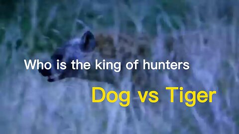 Who is the king of the hunting world, the hunting dog or the tiger? Do you think so?