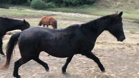 Horses are crazy, dog is barking, cats are meowing. What’s going on?