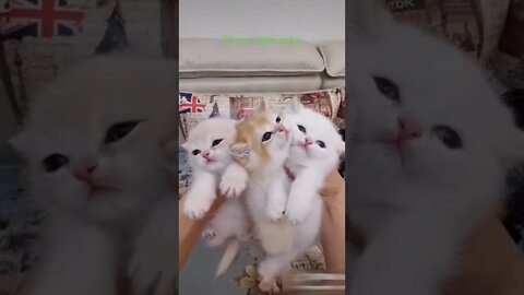 Cute baby cats Beautiful and cute baby cats video kittens #58