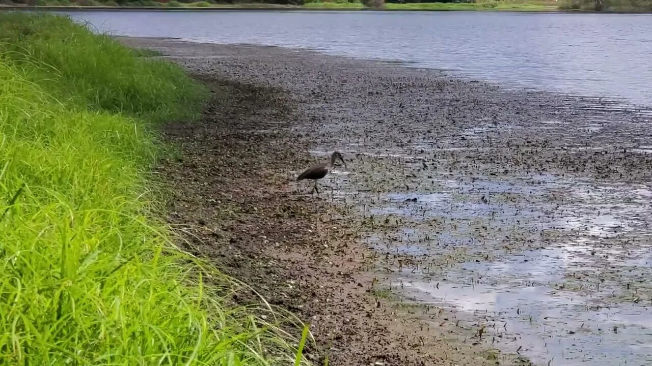 Stalking A Glossy Ibis - Texas