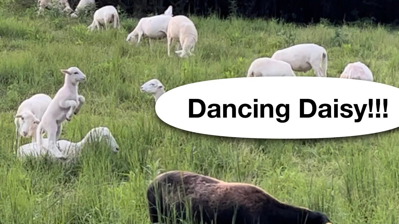 Dancing Daisy, plus fencing, hay baler repair, and moving the sheep