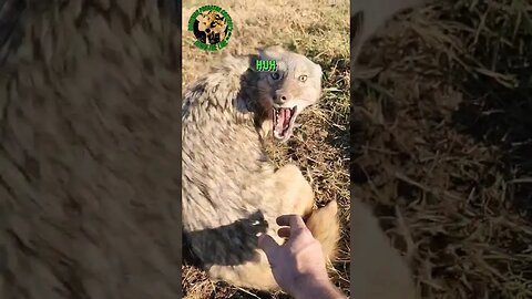 Coyote Doesn't Like Being Pet, Tried To Bite Me - No. 17 #outdoors #trapping #viral #fyp