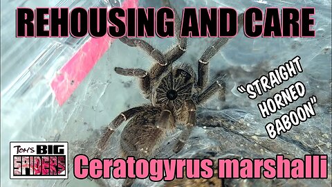 Ceratogyrus marshalli "Straight horned baboon" Rehouse and Care