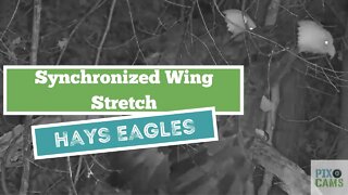 Hays Eagles Synchronized Wing Stretch on the Woods Limb 2022 01 12 705 A:M