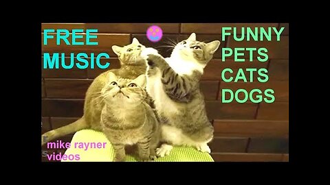 funny pets - cats dogs animals, amazing original song ♫ best free music