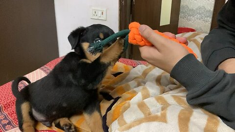 "Rambunctious Rottweiler: Hilarious Hijinks of a Playful Pup!"
