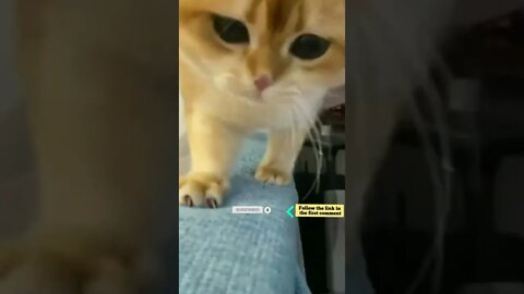 cute cat videos 😹 funny videos 😂 616 😻 #shorts #shortsfunny #cutecat #funnycat #catvideos #catscare
