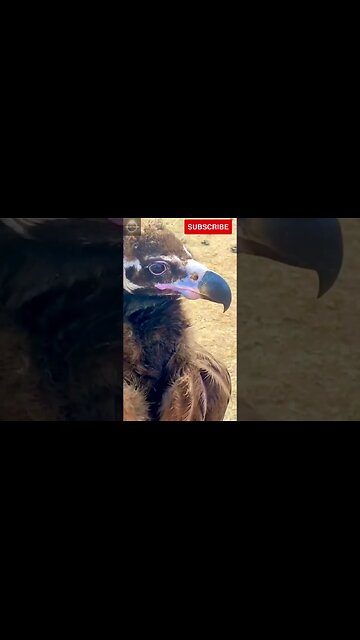 Exploring the Wonders of Wildlife: #shorts