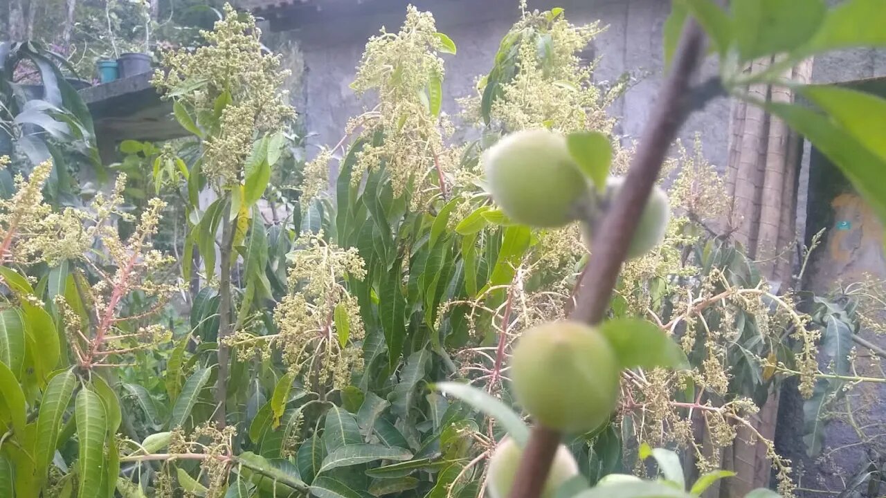 frutiferas produzindo em vaso azeitona jabuticaba pêssego uva manga mirtilo Araçá boi cajá maçã caju