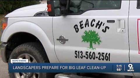 Landscapers prep for big leaf clean-up