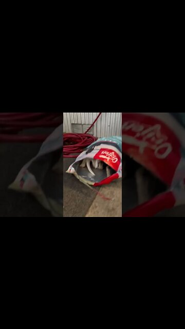 Cute Beagle Puppies Caught Stealing Food!