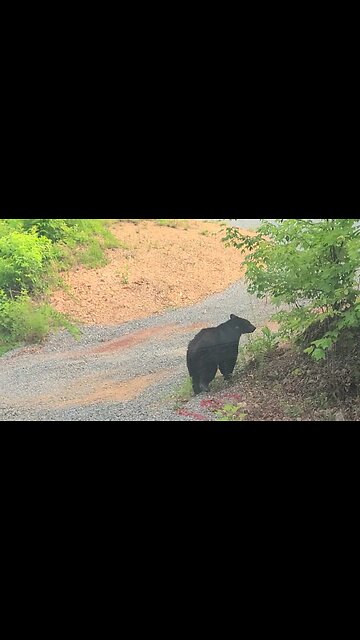 Black bear by our cabin in Pigeon Forge TN