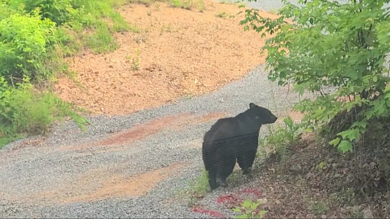 Black bear by our cabin in Pigeon Forge TN