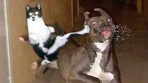 Funniest Animals 2023 😂 Funny Cats and Dogs Videos