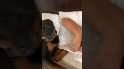 Rottie gets vocal in bed 😂 when cuddles with mom stops!