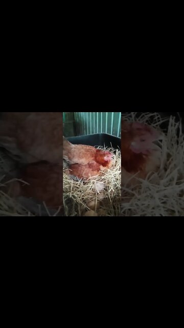 Good afternoon Forest. nearly bed time