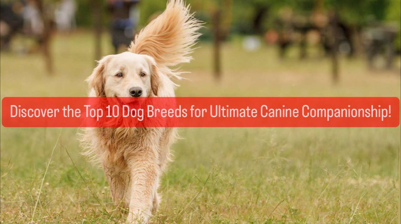 Discover the Top 10 Dog Breeds for Ultimate Canine Companionship!