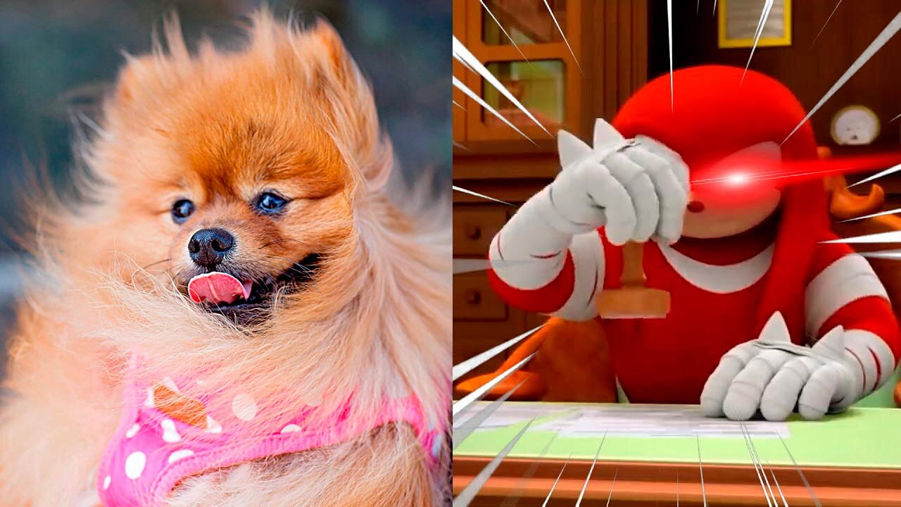 Knuckles' Rating System Animals will SHOCK You! Animals #knuckles