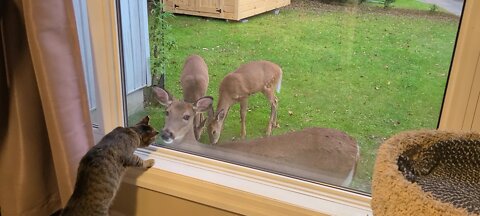 Cat very curious about the deer