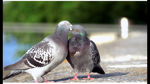 Birds Couple of pigeons kissing