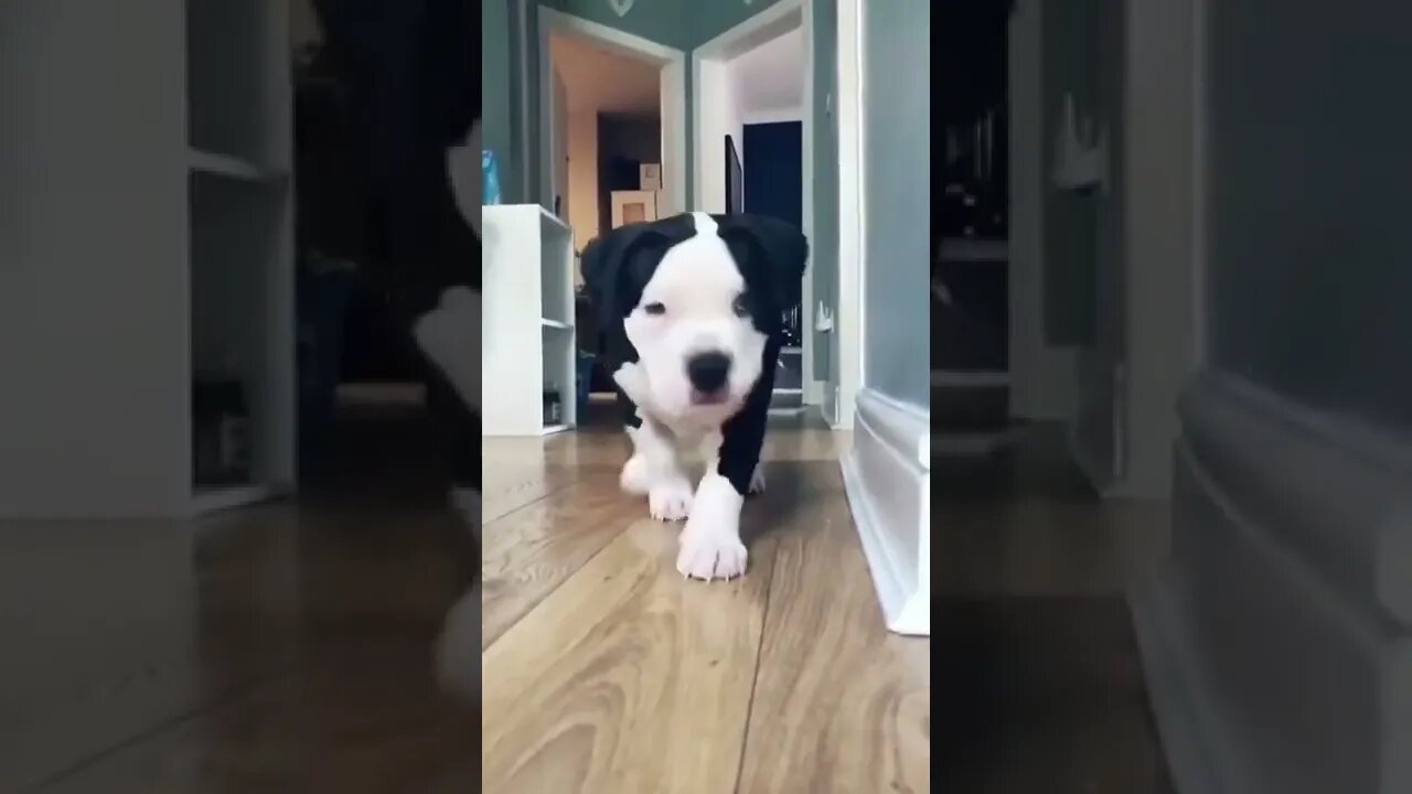 BEST 😍FUNNY😍 PET VIDEOS #75- Try Not To Laugh #shorts
