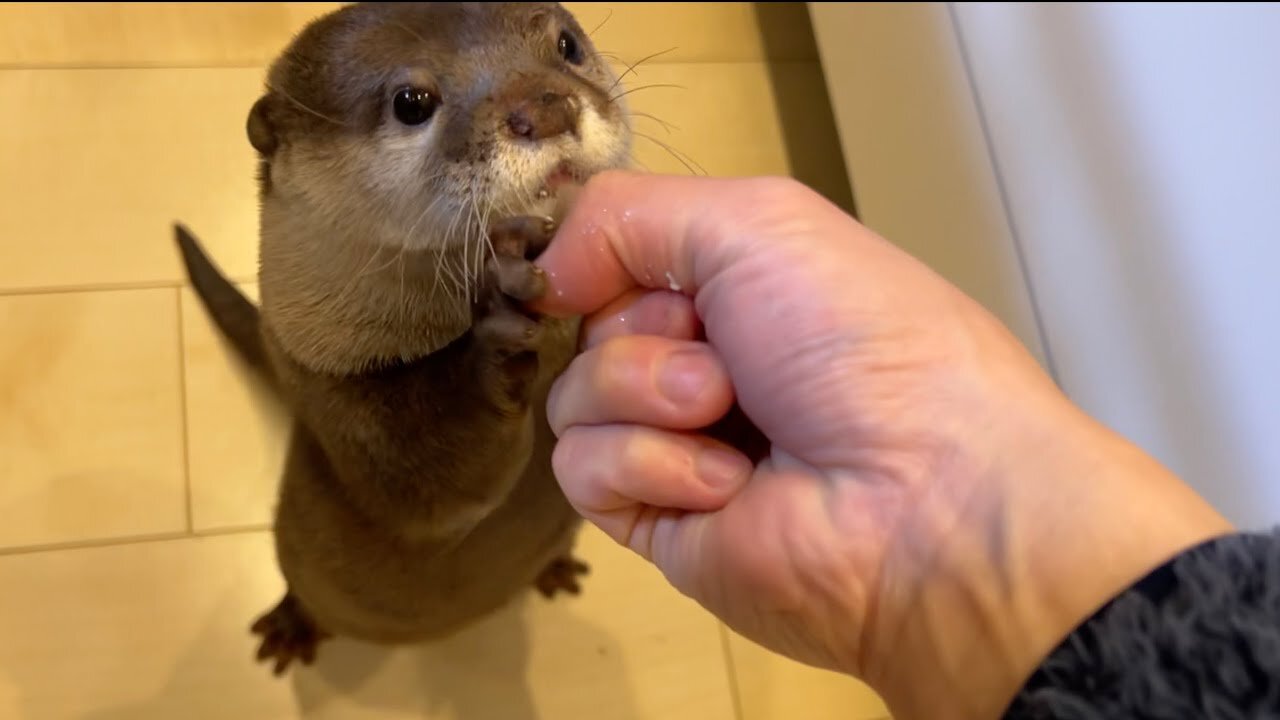 otter cat waiting in line to snack while preparing a meal in the kitchen