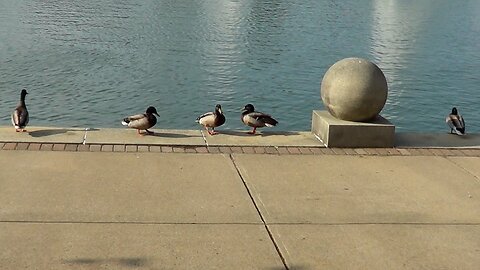 The Usual Duckspects (2017)