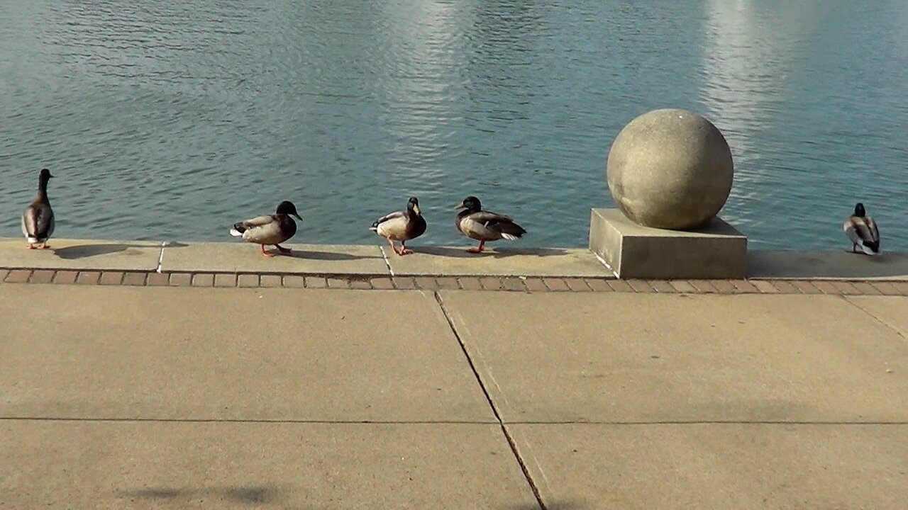 The Usual Duckspects (2017)