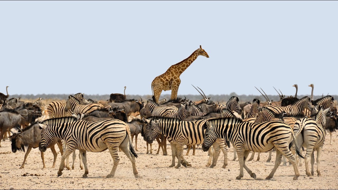 The Incredible World of Zebra's!