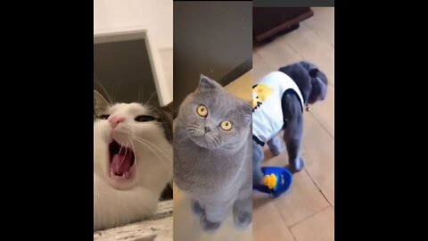 Cats are so funny you will die laughing - Funny cat compilation