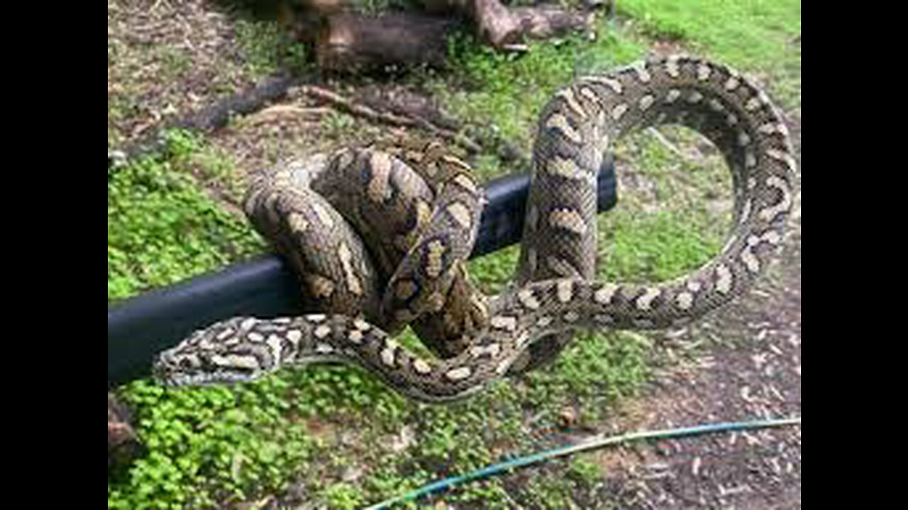 Australian House roof 5 metre long carpet snake