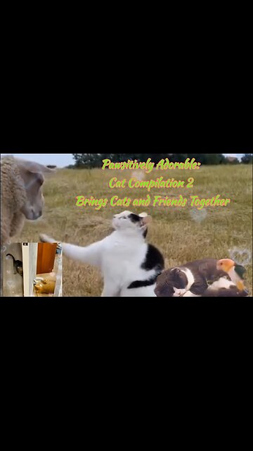 Pawsitively Adorable: Cat Compilation 2 Brings Cats and Friends Together