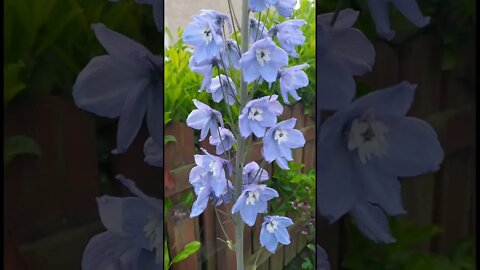 Delphinium flowers