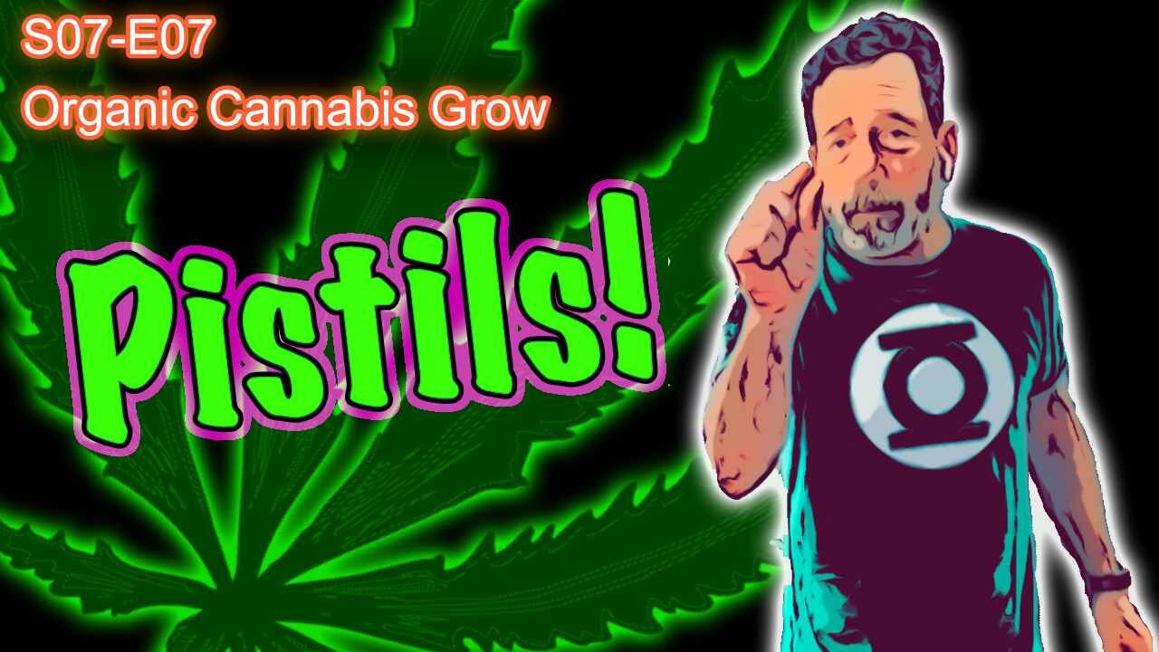 S07 E07 - Pistils! Completed First Week Since Flip! How I Water Cannabis with Moisture Meters