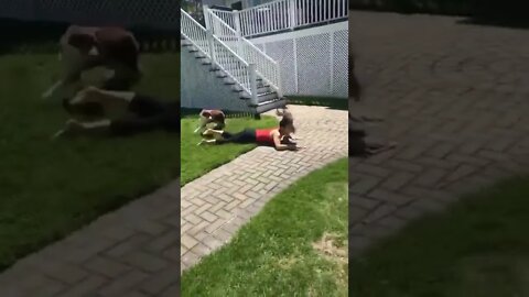 cachorro derruba mulher #shorts