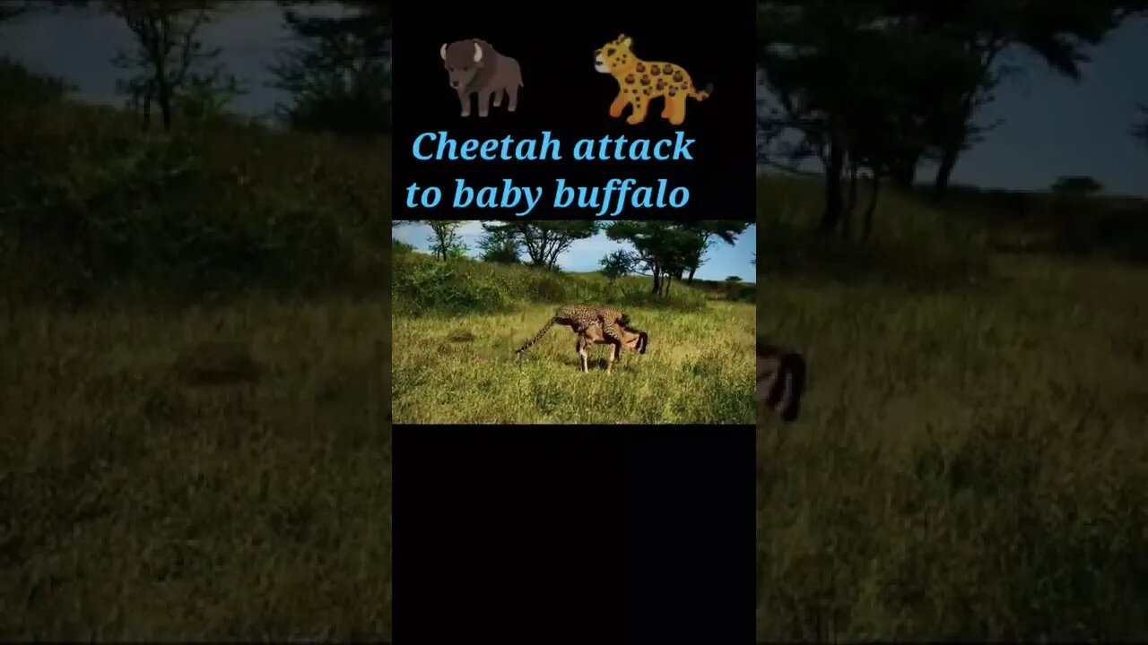 Cheetah attack to Baby buffalo 2022 🐃#shorts #youtubeshorts #shortvideo