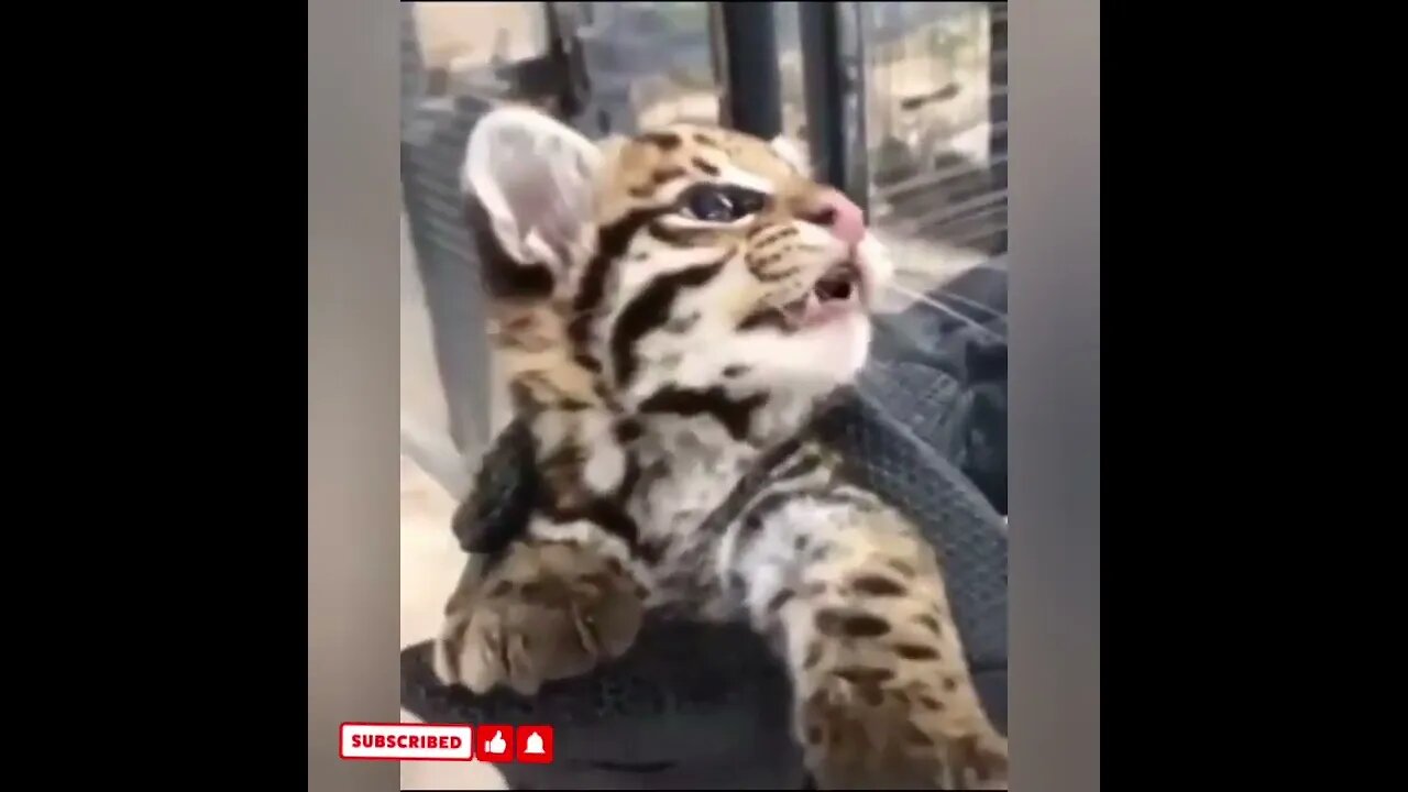 cute cat videos 😹 funny videos 😂1614