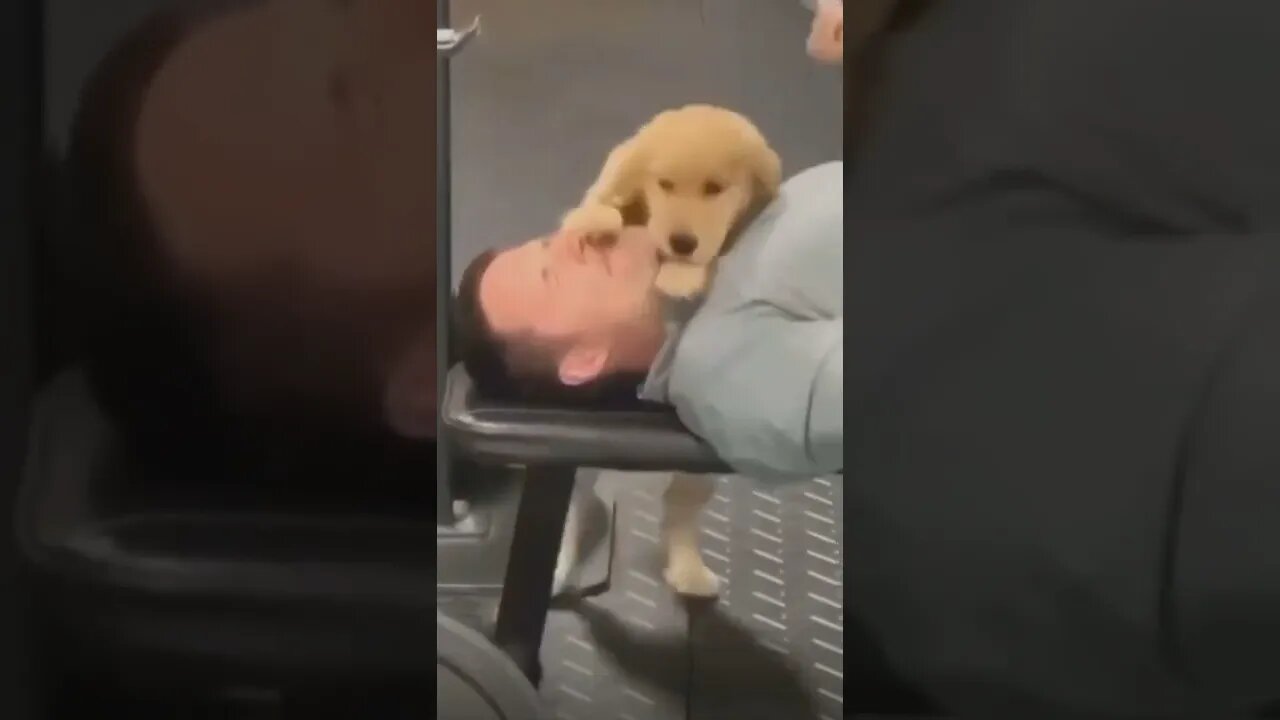 cute and funny dog#shorts