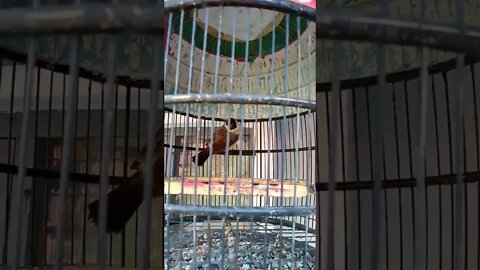 burung pedet || Burung Cangkurileng