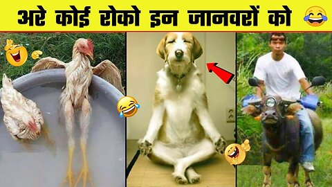 😂🤣 इन जानवरों के कारनामे देख हंसी नहीं रुकेगी | Animal funniest moment caught on camera -